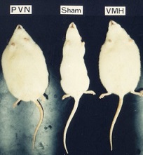 徳永勝人・PVN肥満ラットとVMH肥満ラット.jpg