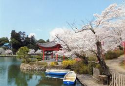 徳永勝人庄原上野公園桜.jpg